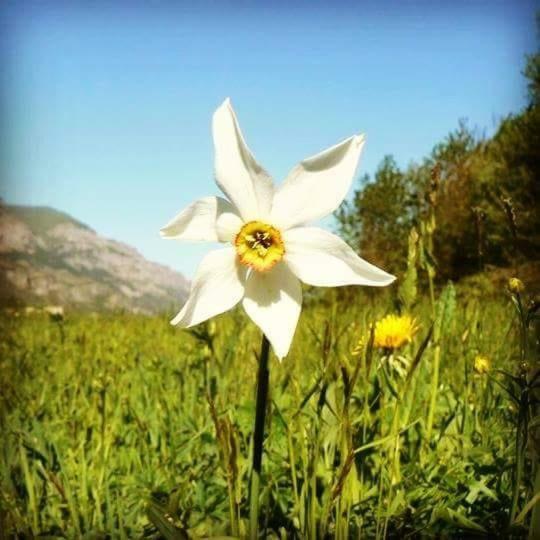 Il Larice Daire Salbertrand Dış mekan fotoğraf